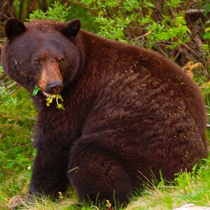 Grizzly Bears can be seen when visiting Banff National Park. Keep a safe distance however and do not approach them!