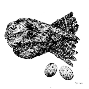 May include: Black and white ink drawing of a bird with its wings spread out, and two round eggs below it. The drawing is signed "em:2023" in the bottom right corner.