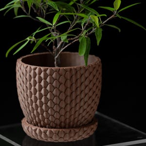 May include: A small green plant in a brown ceramic pot with a textured, scale-like design. The pot has a matching saucer.