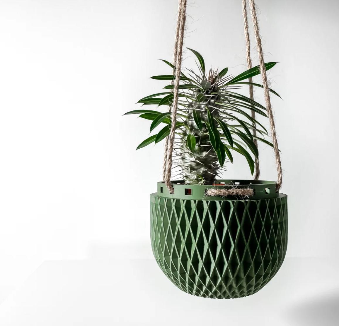 silver spoon lavender plant Silver Mist' Lavender For Sale main image 0