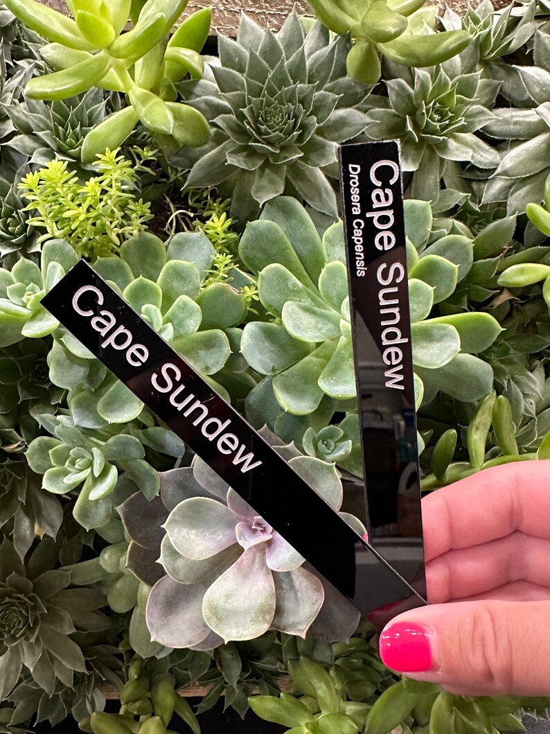 Mini Custom Plant Tags Acrylic Engraved Acrylic 6 Tall Houseplant Gift ... - Compact Aquarium Plant Labels And Tags