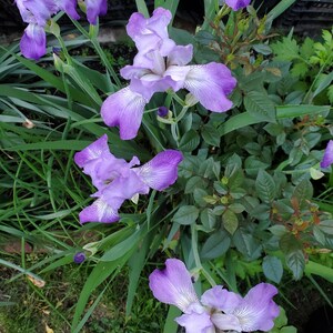 Puede incluir: Primer plano de varias flores de iris moradas en plena floración. Los pétalos tienen un delicado patrón veteado con acentos blancos. Hojas y tallos verdes rodean las flores, con un fondo borroso de más vegetación.