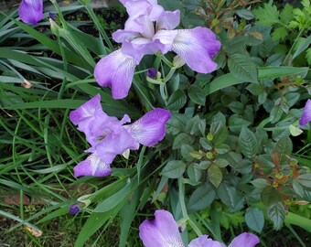 Iris morado (planta perenne resistente al invierno) en una maceta de un galón.