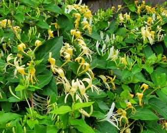 Madreselva (planta perenne resistente al invierno) 金银花 (enredadera viva en maceta de un cuarto/pinta)