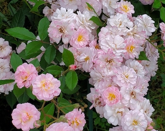 Perfume Breeze Climbing Rose (Own-root in a half gallon pot)