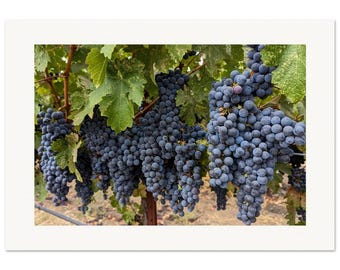 Cabernet Sauvignon clusters |Napa Valley Photography, Wine Country Print, California Landscape Art