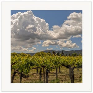 Stunning Vineyard View | Napa Valley Photography, Wine Country Print, California Landscape Art