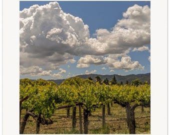 Napa Valley Vineyard Print: Spring Wine Country Landscape Art
