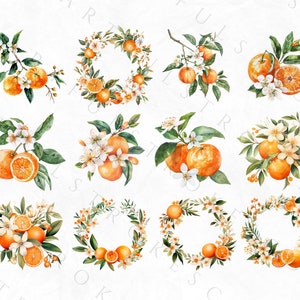 K&ouml;nnte beinhalten: Zw&ouml;lf Aquarell-Illustrationen von Orangenbl&uuml;ten und Fr&uuml;chten. Die Illustrationen sind in Form eines Kranzes, eines Zweigs und einer Traube. Die Illustrationen sind auf wei&szlig;em Hintergrund.