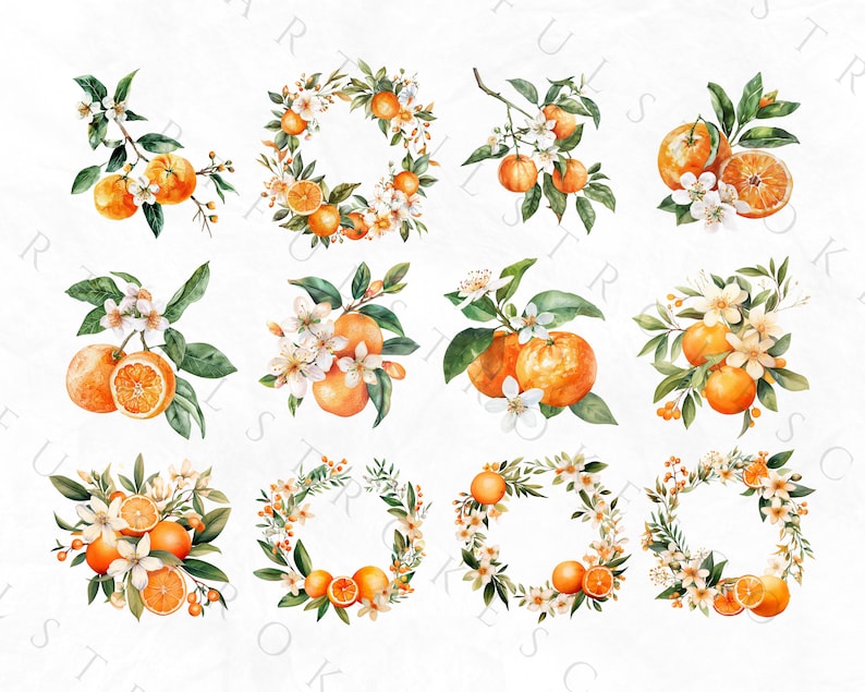 K&ouml;nnte beinhalten: Zw&ouml;lf Aquarell-Illustrationen von Orangenbl&uuml;ten und Fr&uuml;chten. Die Illustrationen sind in Form eines Kranzes, eines Zweigs und einer Traube. Die Illustrationen sind auf wei&szlig;em Hintergrund.