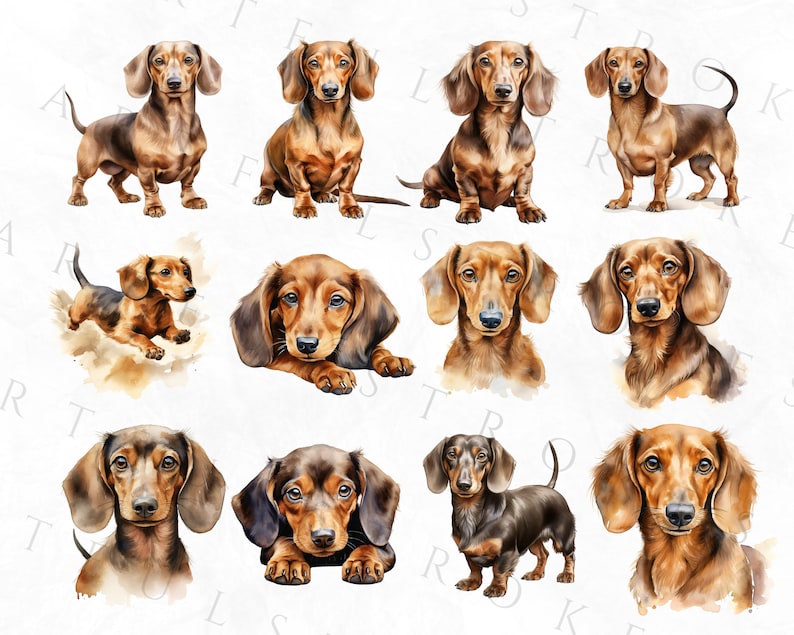 May include: A collection of ten watercolor paintings of dachshund dogs in various poses. The dogs are all brown and black with short legs and long bodies. The paintings are on a white background.