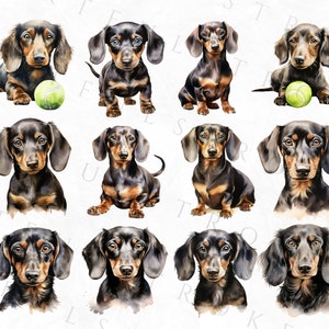 May include: A collection of twelve watercolor paintings of dachshund dogs. Each dog is depicted in a different pose, with some holding tennis balls. The paintings are done in a realistic style, with attention to detail in the fur and facial expressions.