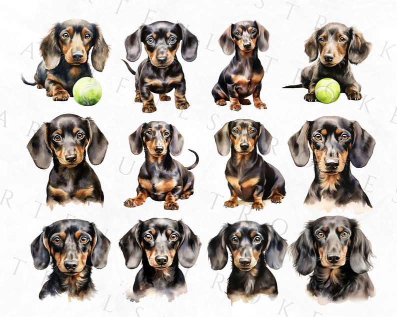 May include: A collection of twelve watercolor paintings of dachshund dogs. Each dog is depicted in a different pose, with some holding tennis balls. The paintings are done in a realistic style, with attention to detail in the fur and facial expressions.