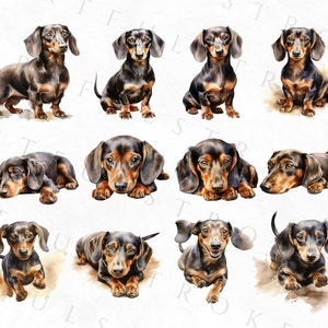 May include: A collection of twelve watercolor paintings of dachshund dogs in various poses. The dogs are all black and tan with short legs and long bodies. The paintings are set against a white background.