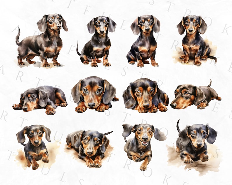 May include: A collection of twelve watercolor paintings of dachshund dogs in various poses. The dogs are all black and tan with short legs and long bodies. The paintings are set against a white background.