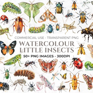 Aquarel insecten clipart, wildlife clipart, tuin png, buiten clipart, vlinder, rups, lieveheersbeestje, sprinkhaan, bij, commercieel gebruik