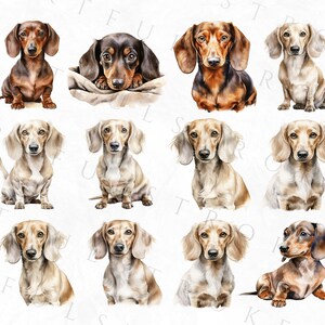 May include: A collection of twelve watercolor paintings of dachshund dogs in various poses. The dogs are depicted in shades of brown, black, and white.