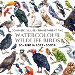 Aquarel vogels clipart, wildlife clipart, tuin png, buiten clipart, vogel illustratie, roodborstje, zwaan, specht, adelaar, commercieel gebruik