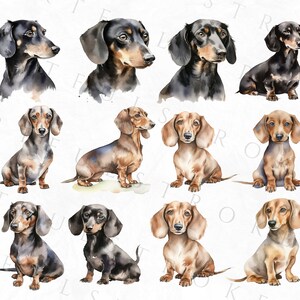 May include: A collection of twelve watercolor paintings of dachshund dogs in various poses. The dogs are depicted in shades of brown, black, and white.