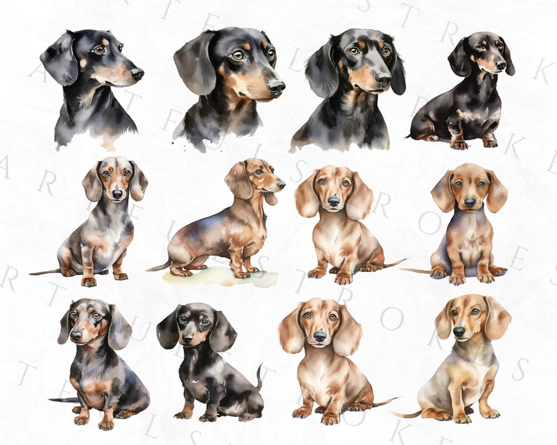 May include: A collection of twelve watercolor paintings of dachshund dogs in various poses. The dogs are depicted in shades of brown, black, and white.
