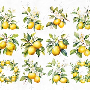 Puede incluir: Ilustraci&oacute;n acuarela de limones y flores de limonero. La ilustraci&oacute;n presenta una variedad de arreglos, incluyendo ramas con limones y flores, coronas de limones y flores, y limones y flores individuales.