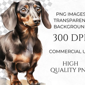 May include: A watercolor painting of a brown and black dachshund dog with short legs and long ears. The dog is standing on a white background.