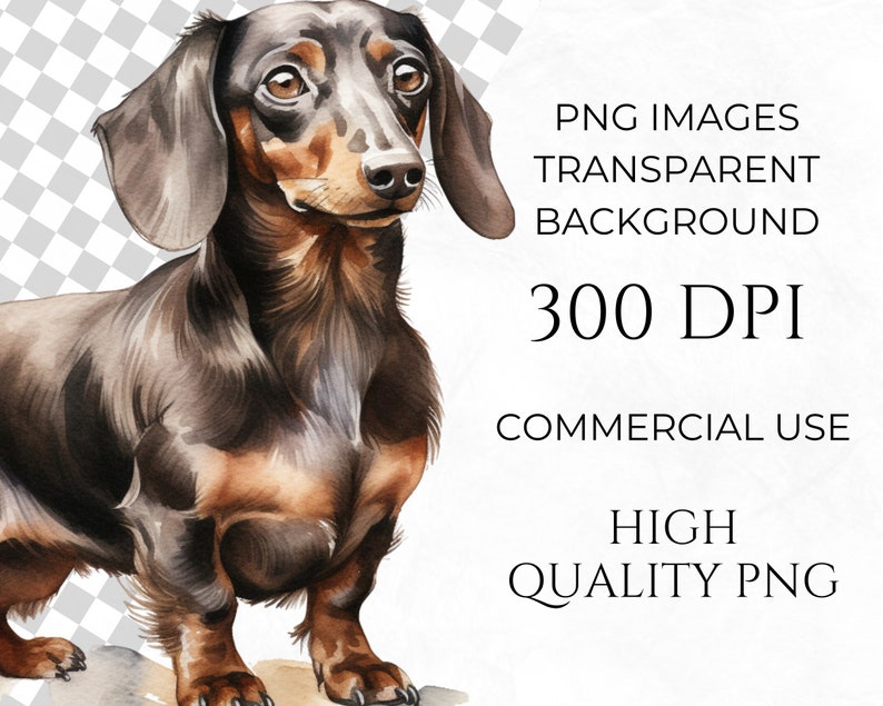 May include: A watercolor painting of a brown and black dachshund dog with short legs and long ears. The dog is standing on a white background.