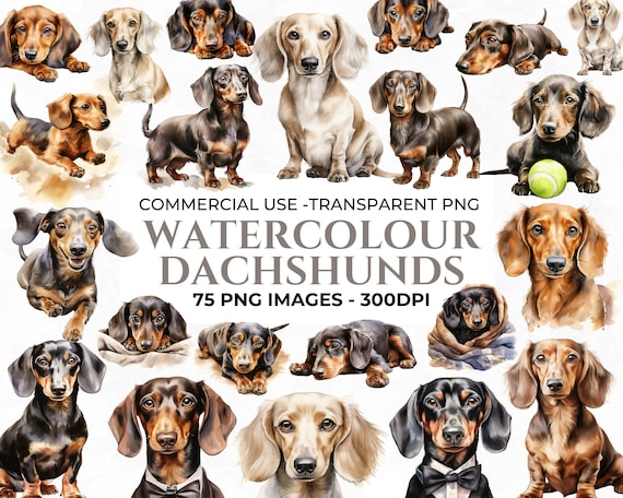 75 Watercolour Miniature Dachshund PNG Clipart, Watercolour Puppy Illustration, Sausage Dog Art, Watercolour Dog Bundle, Commercial Use