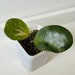 see more listings in the HousePlants section