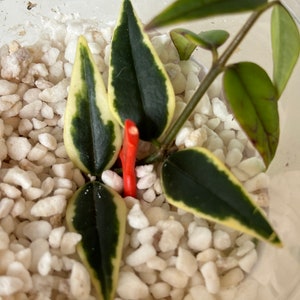 Hoya Bella Outer Variegation Semi Rooted New Growth EXACT PLANT 1 image 3