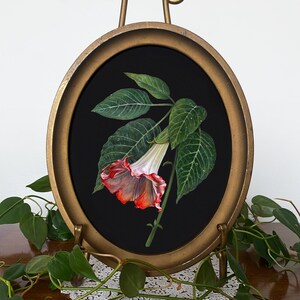 Angel&#39;s Trumpet Oval Watercolor Art Print