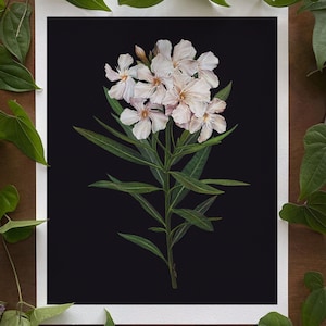 May include: A botanical print featuring a cluster of white oleander flowers with yellow centers and green leaves against a black background. The artwork is framed with a white border and surrounded by green leaves on a wooden surface.