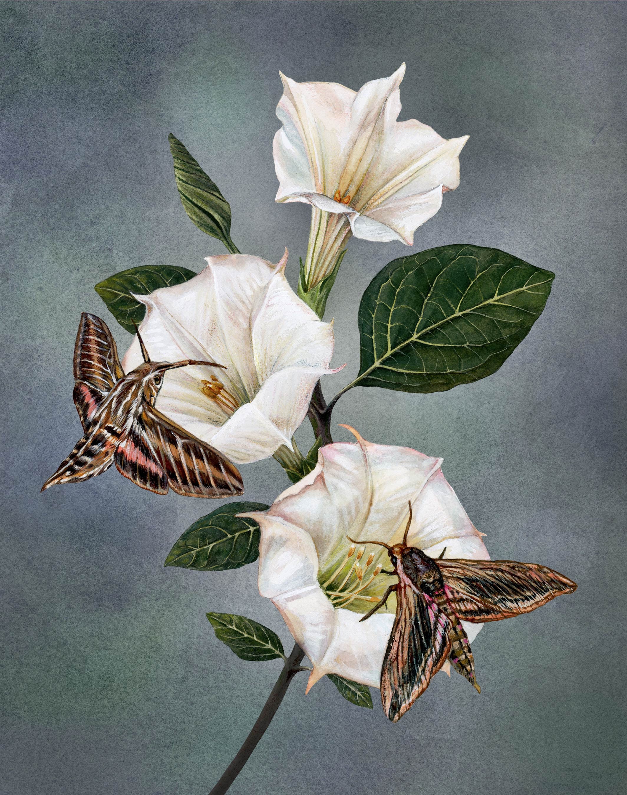 Moonflower With Hawk Moths Watercolor Art Print - Etsy