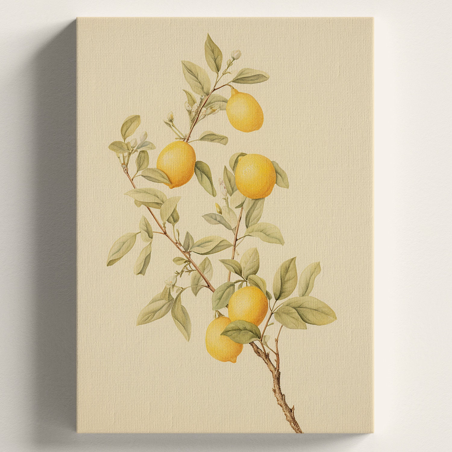 Lemon Botanical Drawing, Vintage Fruit Illustration, Wall Art Decor ...