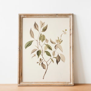 Vintage Botanical Tree Branch Drawing, French Country Decor Art Country Farmhouse Decor Wall Art, Printable Art DIGITAL DOWNLOAD 322 image 2