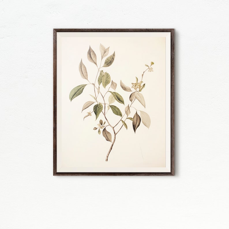 Vintage Botanical Tree Branch Drawing, French Country Decor Art Country Farmhouse Decor Wall Art, Printable Art DIGITAL DOWNLOAD 322 image 3