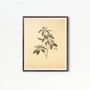 Farmhouse Botanical Wall Art | Vintage Botanical Art Print | Vintage Wall Decor | Printable Art | Downloadable Print DIGITAL DOWNLOAD #317