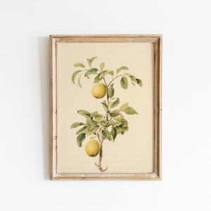 Vintage Apples Print, Antique Botanical Drawing Wall Art Print Apple Drawing Botanical Fruits Wall Art, Printable Art, DIGITAL DOWNLOAD #325