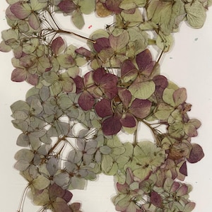 May include: Dried and pressed hydrangea flowers in shades of green, purple, and brown. The flowers are arranged on a white background. A small, rectangular label at the bottom reads "Dried & Pressed Flowers Handpicked Organic."