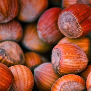 2.2 lbs Fresh Turkish hazelnut from our garden for Planting, you can also eat.