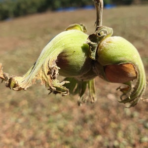 Puede incluir: Primer plano de dos avellanas verdes con sus cáscaras aún adheridas, una de ellas revelando una nuez marrón. La imagen se sitúa sobre un fondo borroso de campo y árboles, sugiriendo una cosecha natural.