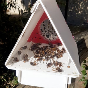 Piège frelons asiatiques VVTrap Delta Piège sélectif écologique protège la biodiversité et les abeilles. Idéal au rucher image 2