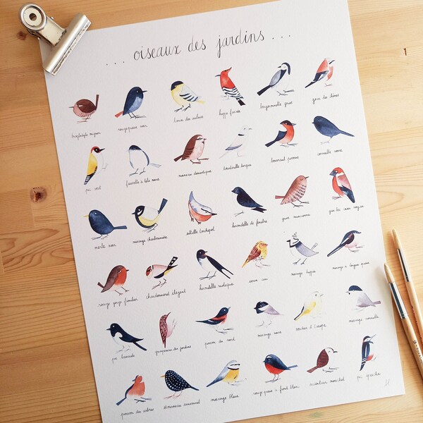 Oiseaux des jardins L - affiche imagier aquarelle