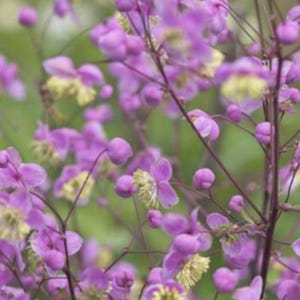 May include: A close-up of a cluster of delicate, light purple flowers with yellow centers. The flowers are blooming on a thin, dark stem with green leaves in the background.