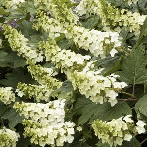 May include: Close-up of a lush oakleaf hydrangea plant. The image showcases large, white flower panicles with a touch of green, set against a backdrop of dark green, textured leaves. The plant is in full bloom, creating a dense, vibrant display.