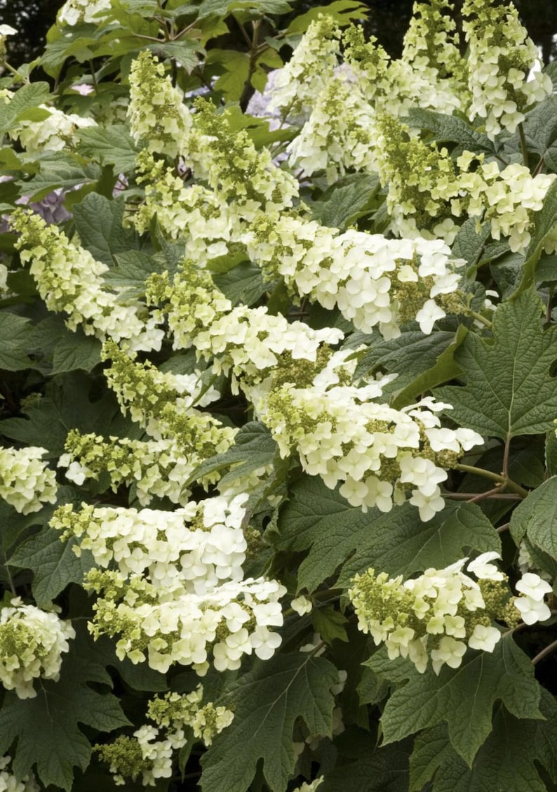 RorysGarden1 Oakleaf Hydrangea