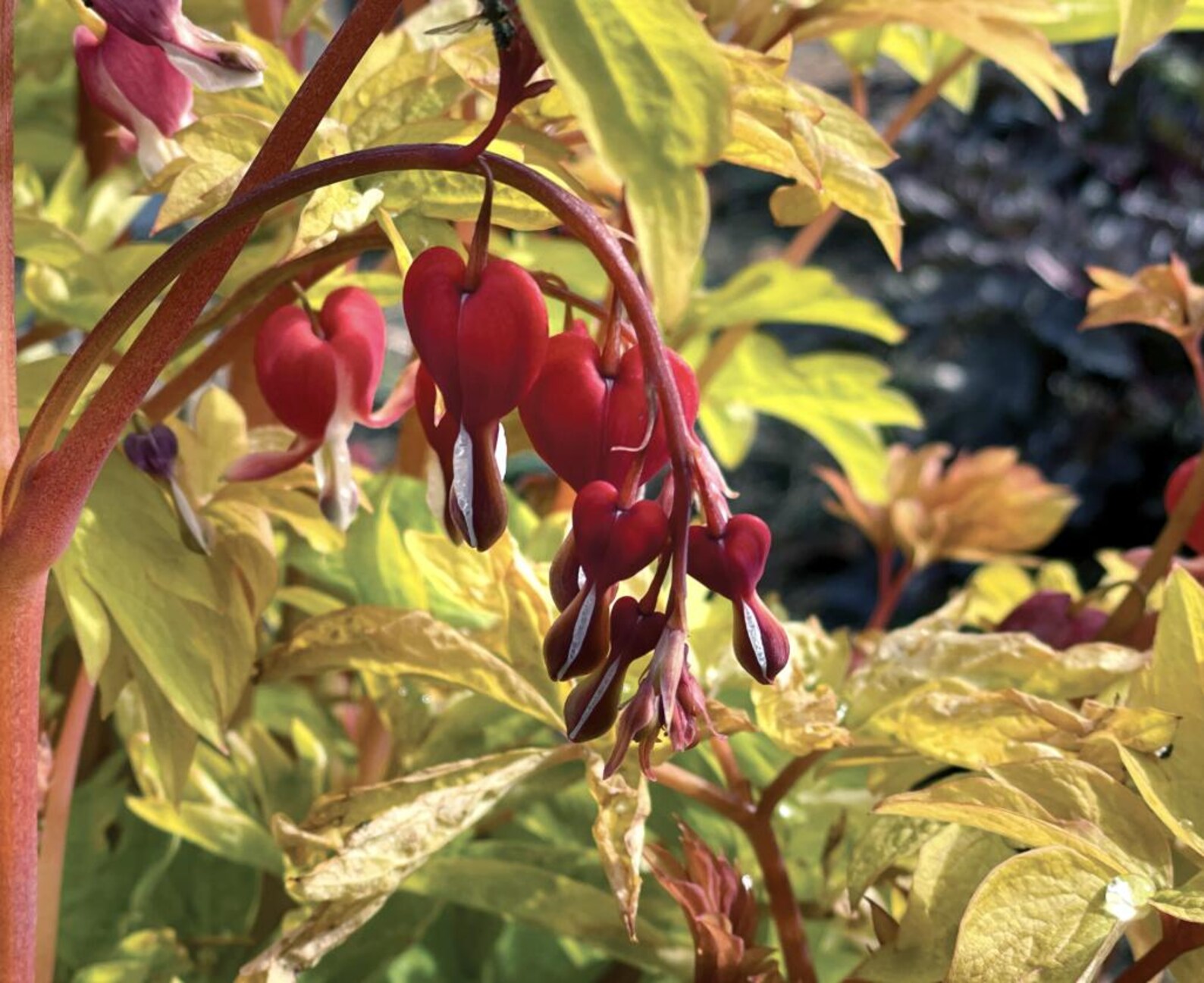 A Bleeding Ruby Dicentra Ruby Gold 21 (ruby Bleeding Heart) (2 Plants) - Etsy
