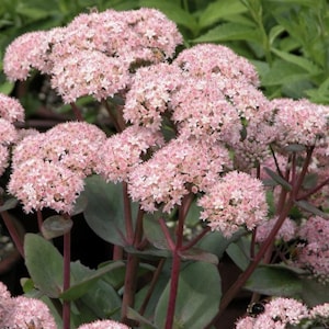 May include: Close-up of a cluster of pink flowers with small, star-shaped petals. The flowers are in full bloom, forming dense, rounded clusters atop reddish-purple stems. Green leaves provide a backdrop.