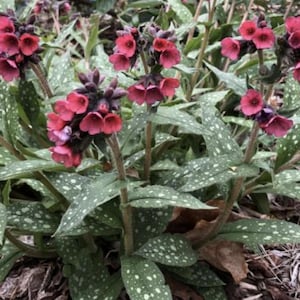 PULMONARIA 'Lisa Marie' (2 Plants)
