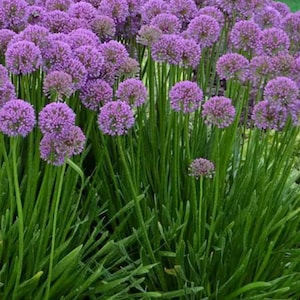 ALLIUM &#39;Millenium&#39; (3 plants)